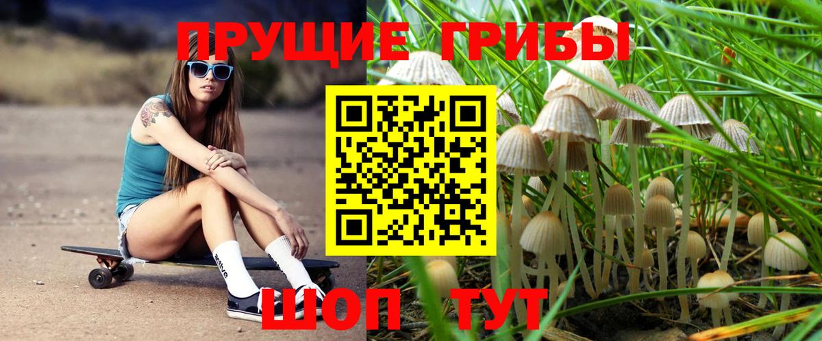 Галлюциногенные грибы GOLDEN TEACHER  Псилоцибиновые грибы Psilocybine cubensis  Находка  Вход с VPN 